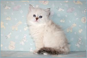 
Female Siberian Kitten from Deedlebug Siberians